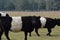 Belted Gallaway Cattle