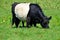 The Belted Galloway