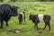 Belted Galloway Bull and Two Calves