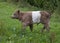 Belted Galloway Calf