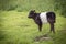 Belted Galloway Calf Looking Left