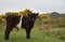 Belted Galloway Calf on Moorland in Yorkshire England