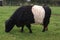 Belted Galloway cattle or cow in a farmland