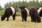 Belted galloway cattle grazing