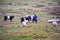 Belted Galloway Cattle and sheep