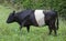 Belted Galloway Cow