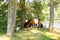 Belted Galloway cow breed of cattle