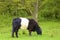 Belted galloway cow - Surrey hills, England