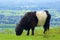 Belted galloway cow - Surrey hills, England