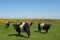 Belted Galloway Cows