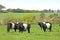 Belted Galloway Cows