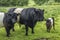 Belted Galloway Family