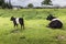 Belted Galloway Mum and Calf Farm Background