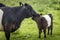 Belted Galloway Mum Licks Calf