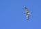 Belted King Fisher in flight