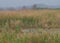 Belted king fisher (Megaceryle alcyon) dive bombing at a distance into a marsh in Central Florida