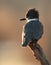 Belted Kingfisher