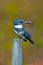 Belted Kingfisher