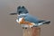 Belted Kingfisher