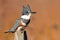 Belted Kingfisher