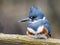 Belted Kingfisher