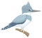 belted kingfisher bird vector illustration transparent background