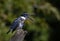 A Belted Kingfisher calling from atop a post in Canada