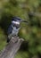 A Belted Kingfisher fishing from atop a post in Canada