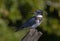 A Belted Kingfisher fishing from atop a post in Canada