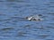 Belted Kingfisher in Flight