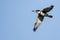 Belted Kingfisher Flying in a Blue Sky