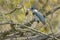 Belted Kingfisher - Megaceryle alcyon