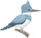 Belted Kingfisher Perched on a Branch Illustration