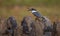 Belted Kingfisher Portrait