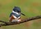 A Belted Kingfisher Portrait