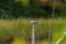 Belted kingfisher resting on seaside tree branch.