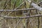 Belted kingfisher resting on seaside tree branch.