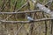 Belted kingfisher resting on seaside tree branch.