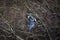 Belted Kingfisher taking off out of a tree