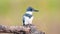 A Belted Kingfisher Video Clip in 4k