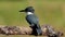 A Belted Kingfisher Video Clip in 4k