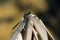 Belted Whiteface Dragonfly - Leucorrhinia proxima