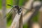 Belted Whiteface Dragonfly - Leucorrhinia proxima