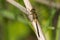 Belted Whiteface Dragonfly - Leucorrhinia proxima