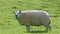 Beltex Sheep eating grass through a gate in field