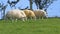 Beltex Sheep eating grass through a gate in field