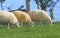 Beltex Sheep eating grass through a gate in field