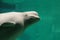 Beluga - Delphinapterus leucas
