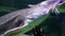 Beluga large aquarium. One of the largest freshwater predators.