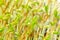 Beluga lentil microgreens, fresh seedlings of Indianhead lentils